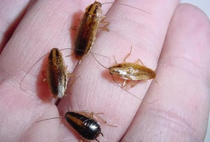 «Круче, чем чеснок от вампиров». Адское угощение для тараканов из печенья — все прусаки будут уничтожены