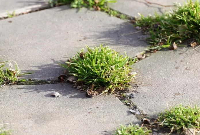 Эта «адская жижа» избавит от сорняков на садовой плитке. Даже у пырея с осотом шансов не останется
