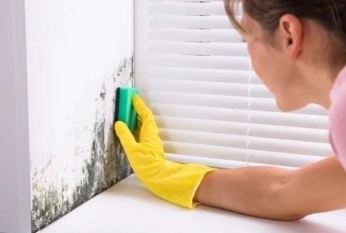 Из-за чего возникает плесень в квартире и чем от нее обработать стены