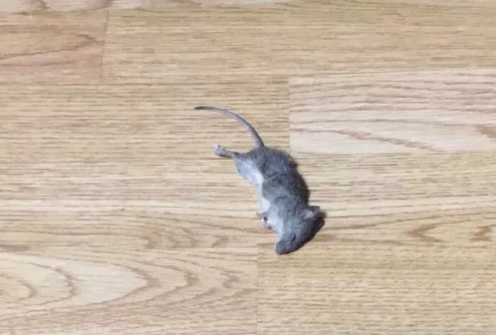 Одно растение способно решить все проблемы с мышами — грызуны вымрут и больше не появятся в вашем доме и на участке