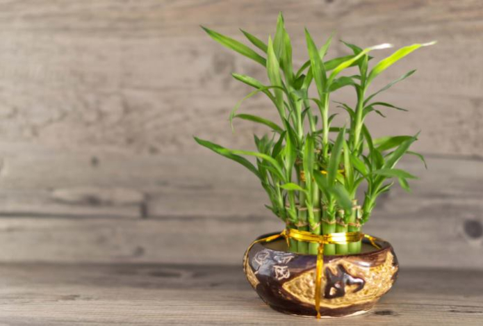 Как ухаживать за «бамбуком удачи», чтобы он стал магнитом для счастья — советы по выращиванию драцены Сандера