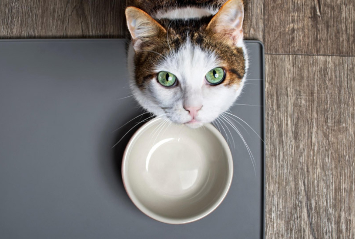 Кошачья миска — где поставить, чтобы кот был здоров 