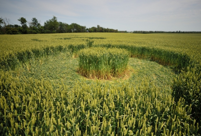 Загадка кругов на полях раскрыта — учёные объяснили происхождение узоров