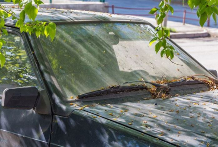Смола от тополя вредит автомобилю — три способа быстро убрать