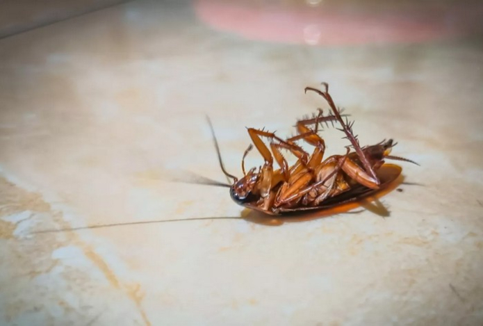 Тараканы вылетели пулей, стоило помыть полы по-китайски. Вредители сгинули за три часа без химикатов