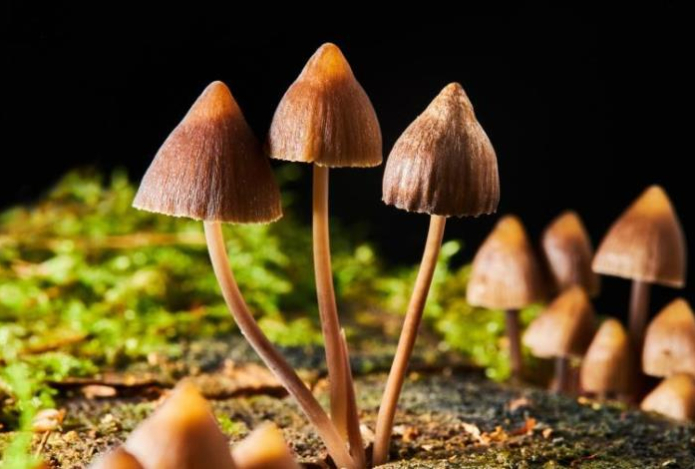 Названы грибы, яд которых не разрушает даже варка