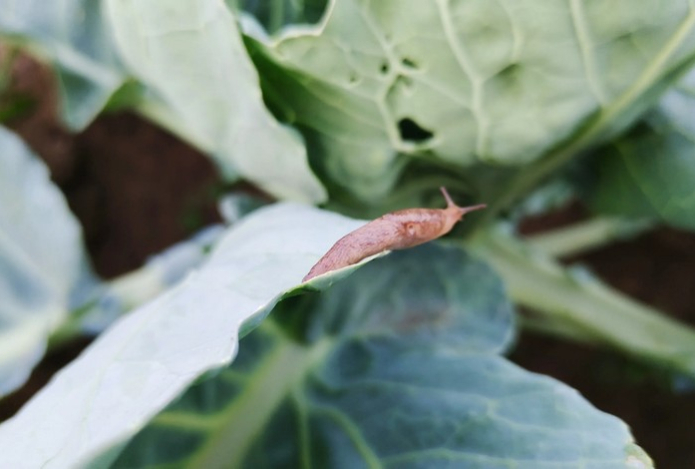 Два компонента в ведро — и капуста защищена на весь сезон. Универсальный инсектицид от всех вредителей