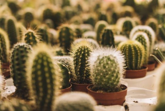 Правда ли, что кактус на столе защищает от радиации? Раскрыта вся правда