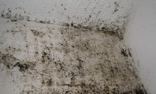 влажная стена в кирпичном доме с черными пятнами плесени