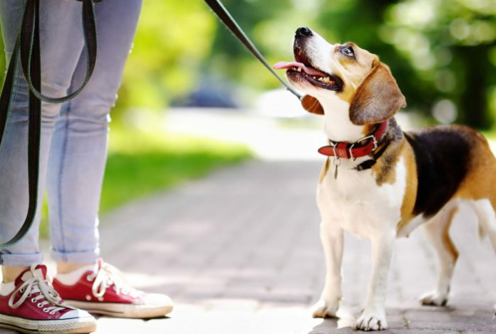 Ученые изучали людей с собаками десятилетиями и сделали неожиданный вывод