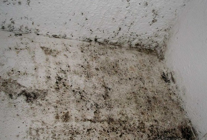 Это мощное средство уничтожит плесень в доме навсегда — главный секрет наших бабушек