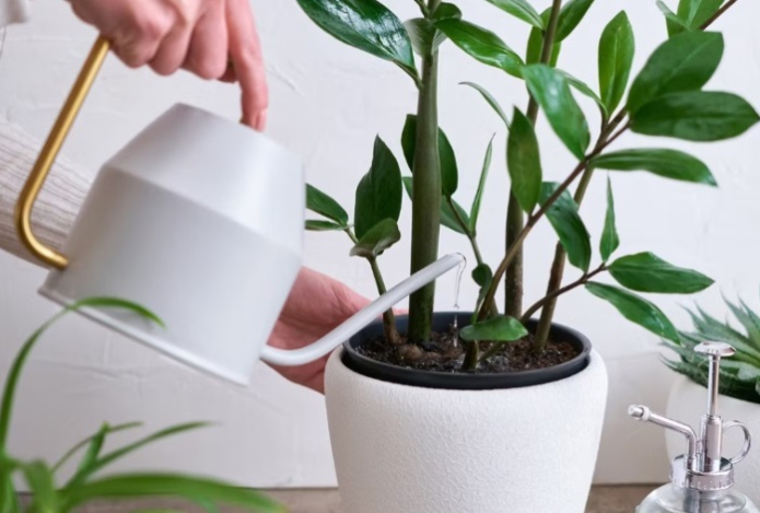 Что делать, если замиокулькас развалился — простой способ восстановить растение