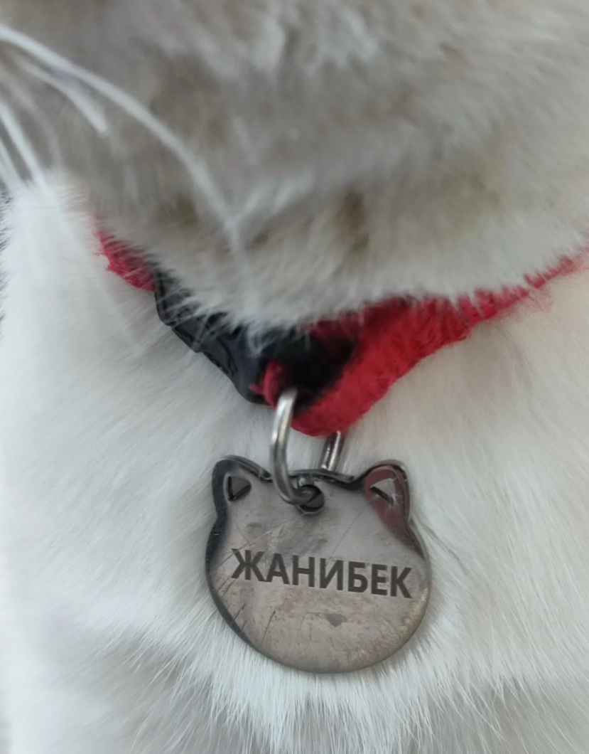 Кот Жанибек покорил казнет и стал символом «кошачьего патриотизма»