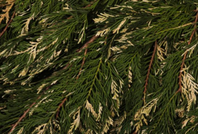 Врач рассказал о тайных стрессах для щитовидки