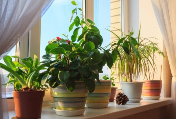 Эти комнатные растения могут очищать воздух в вашем доме — дышите полной грудью