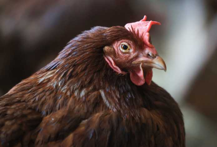 Названы самые опасные части курицы. В них обитают неубиваемые паразиты