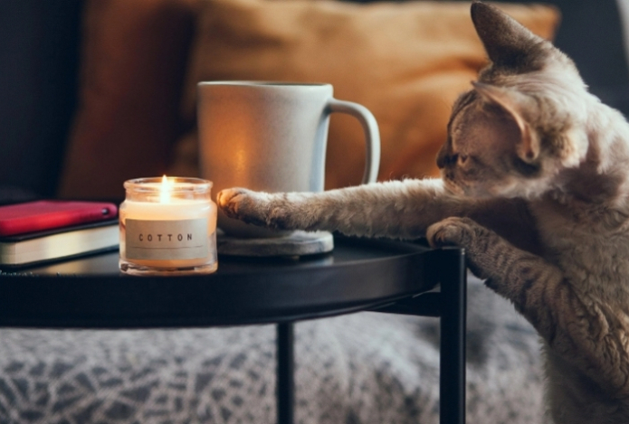Зачем кошки сталкивают предметы и как с этим жить