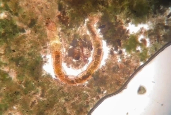 Погребенные в земле более века назад существа ожили при раскопках