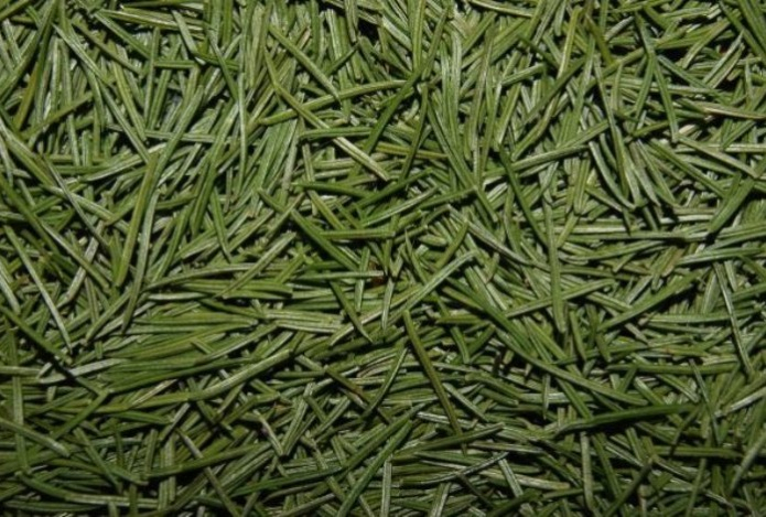 Ученые обнаружили залежи золота в хвое елей