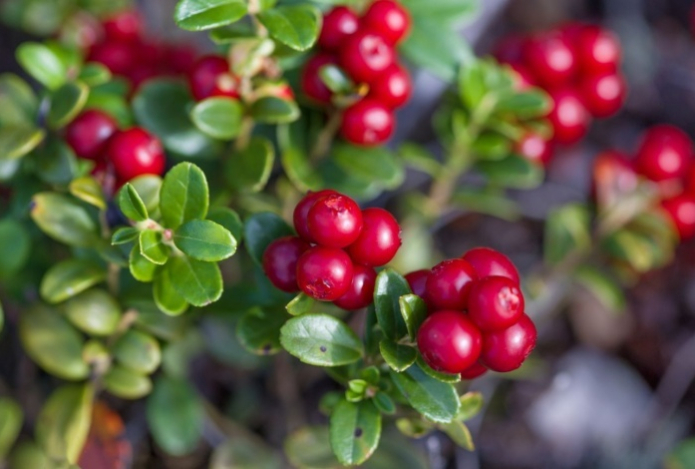 Названы удивительные свойства обычной брусники