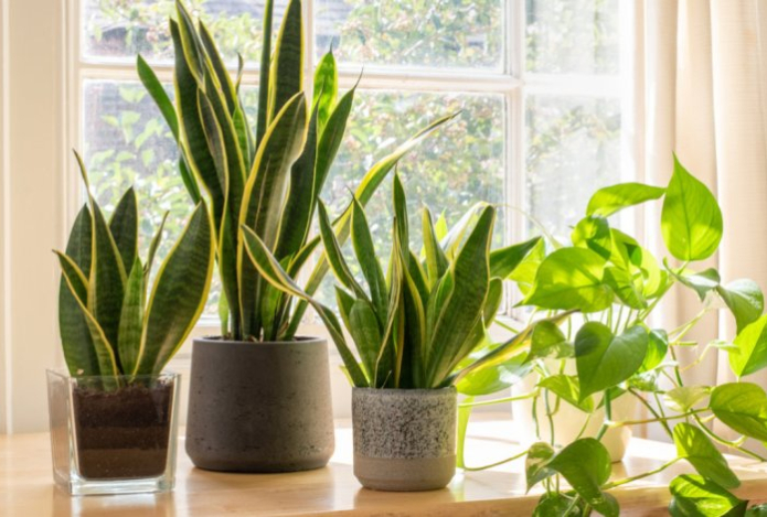 Ботаник назвал растения, которые очищают воздух в квартире