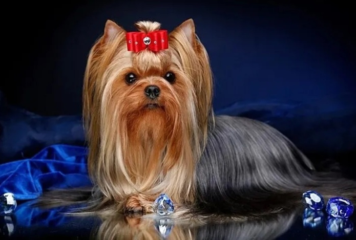 От них не пахнет. Восемь пород идеальных для квартиры собак