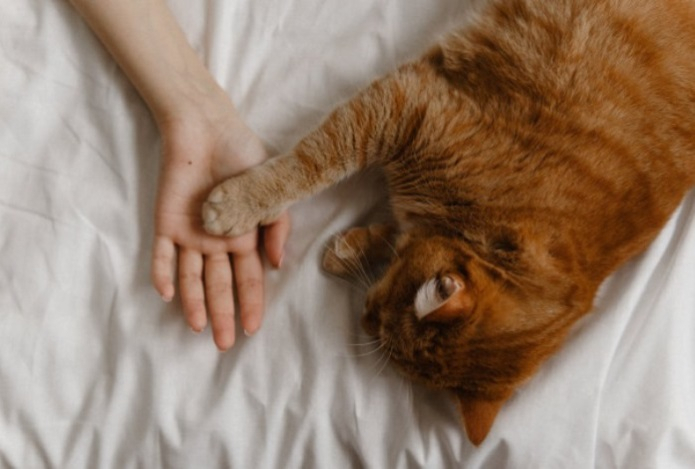 Кошка помогла хозяйке обнаружить рак груди