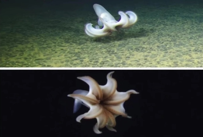 Ученые засняли в Тихом океане на глубине пяти тысяч метров танцующего осьминога
