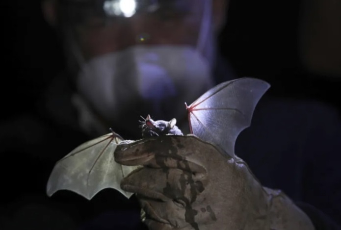 У бразильских летучих мышей нашли новый коронавирус