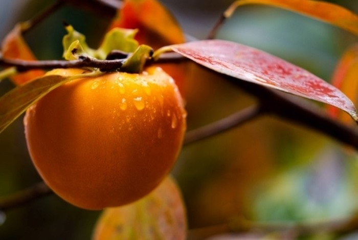 Людям старше 50 лет напомнили об уникальном свойстве хурмы