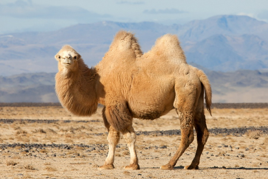 Болезни мозга предложили лечить нанотелами верблюдов