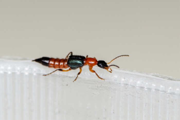 Туристов предупреждают о ядовитых жуках во Вьетнаме