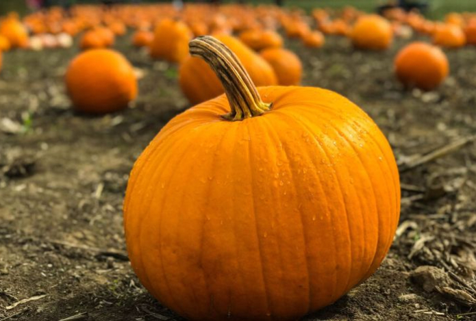 Названы овощи, накапливающие опасные токсины из почвы