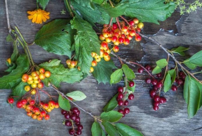 Диетолог назвала три главные ягоды для поддержки иммунитета осенью