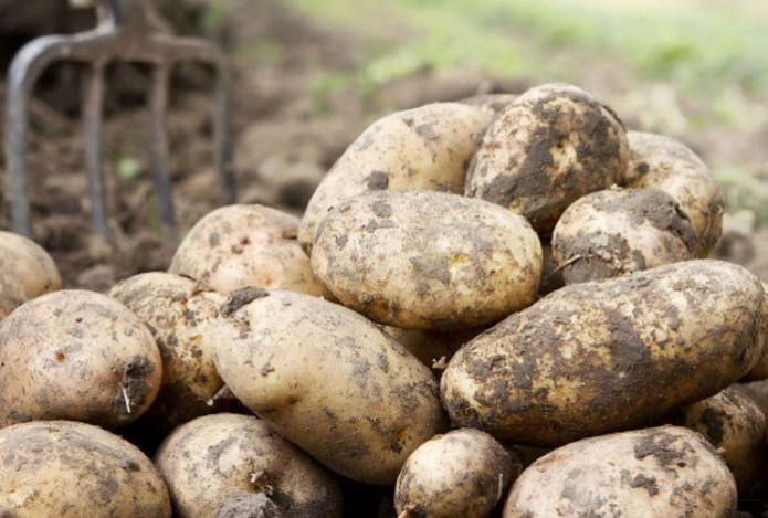 Как правильно хранить овощи в городской квартире