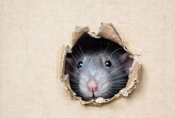 Как вывести мышей за 15 минут без жестокости и химии — грызуны в панике сбегут от дома