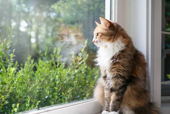 Почему кошки сидят у окна и что за странные звуки они издают