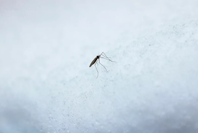 Похолодание в Исландии не убило единственного в стране комара