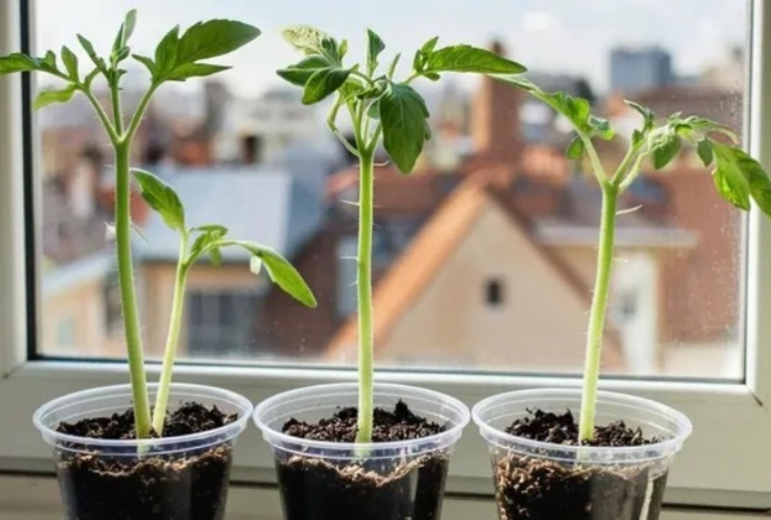 Что можно выращивать дома на подоконнике зимой