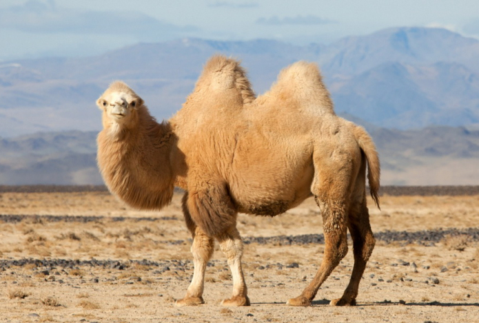 Болезни мозга предложили лечить нанотелами верблюдов