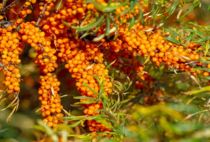 В США провозгласили облепиху новым суперфудом