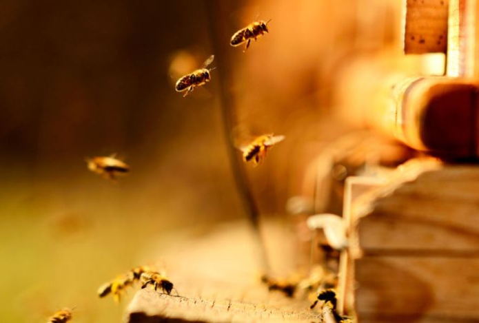 Пчелы умеют читать азбуку Морзе