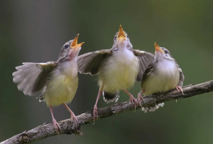 Ученые выяснили, почему птицы громко поют каждое утро