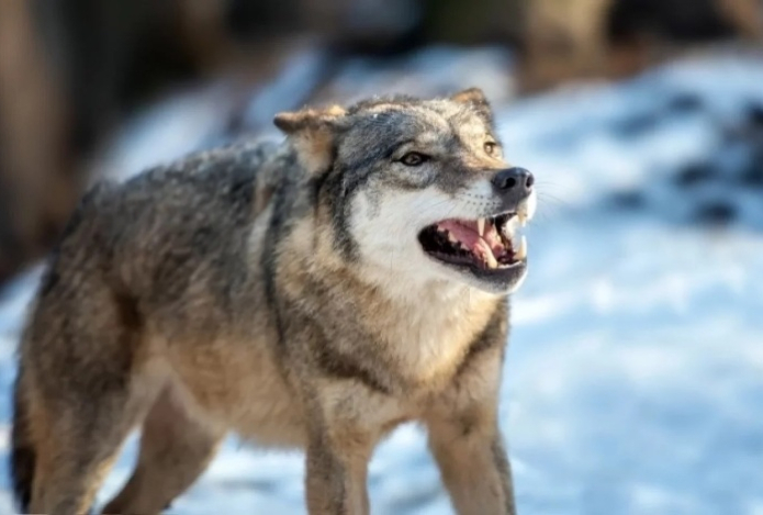 В Канаде волки научились использовать сеть для ловли рыбы