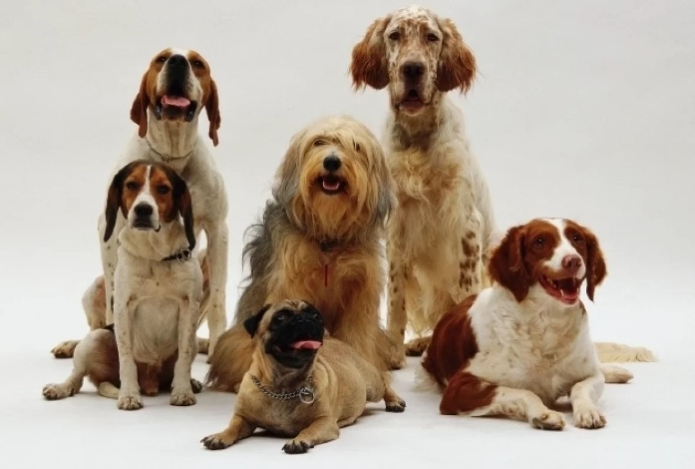 Ученые обнаружили, что собаки тоже могут страдать аутизмом и СДВГ