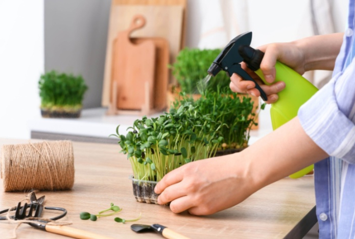 Диетолог назвала главную пользу домашней микрозелени