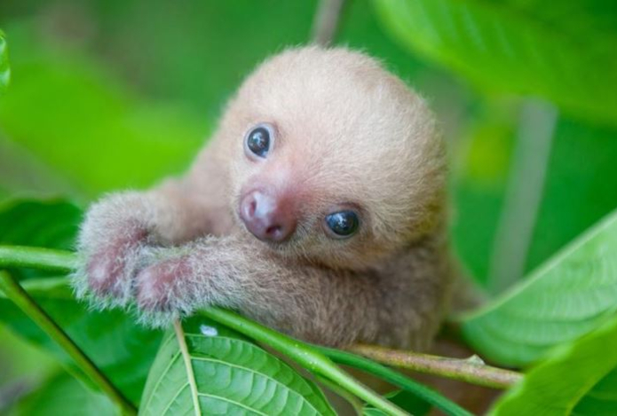 Астрологи определили самые неторопливые и спокойные знаки зодиака