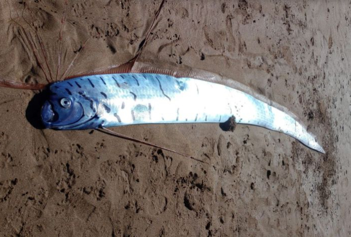 На берег выбросилась гигантская рыба Судного дня