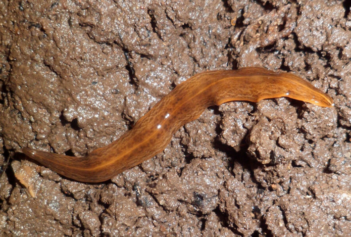 Хищные черви могут подорвать экологический баланс