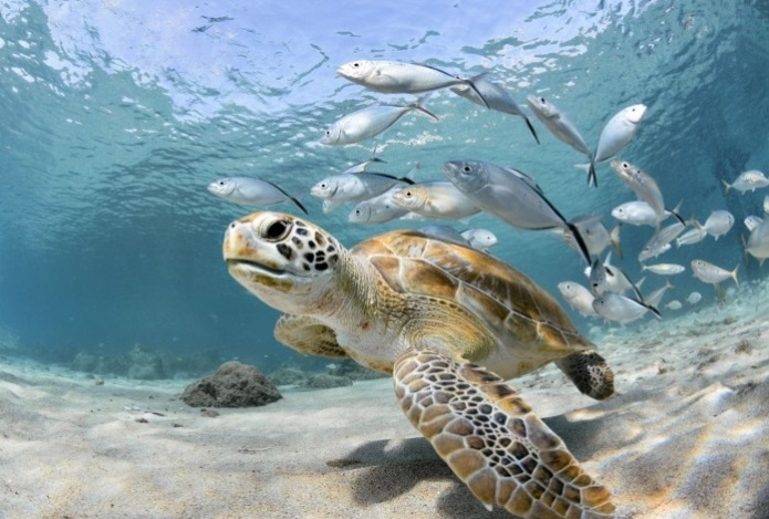 У черепах обнаружили загадочную суперспособность